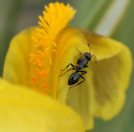 Ant on a petal of an iris. Macro.の写真素材