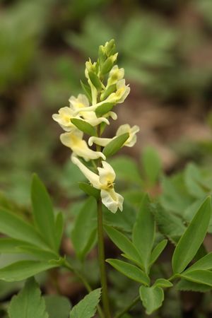 Beautiful spring field flowers. の写真素材