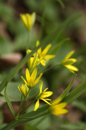 Beautiful spring field flowers. 
