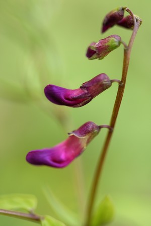 Beautiful wild spring Lathyrus vernusの写真素材