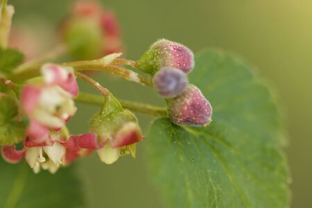Beautiful flowers of a currantの写真素材