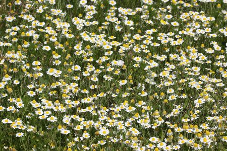 Beautiful flowers of a wild field camomileの写真素材
