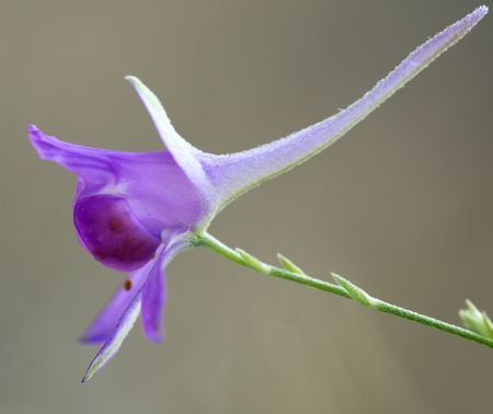 Beautiful summer flowers.の写真素材