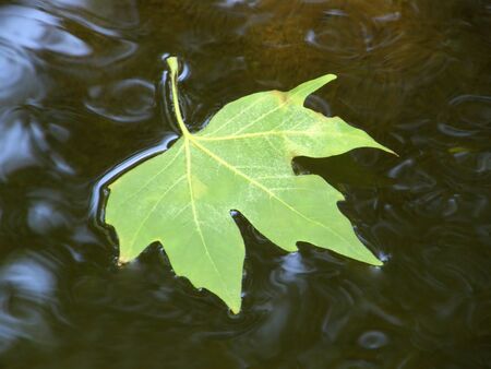 Maple leaf on the water. Very beautiful image.の写真素材