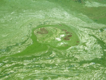Texture of algae on the surface of the water