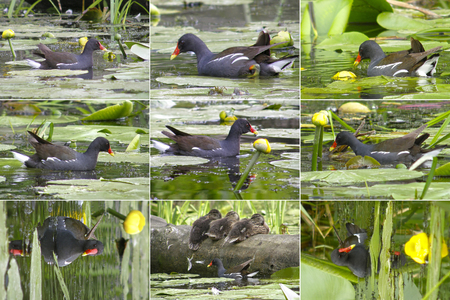 Reindeer or water chicken. nice birdの写真素材