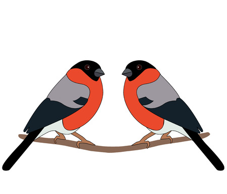 Two bullfinch sitting on a branch on a white backgroundのイラスト素材