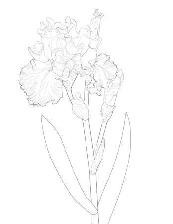 a sketch of a blooming irisのイラスト素材