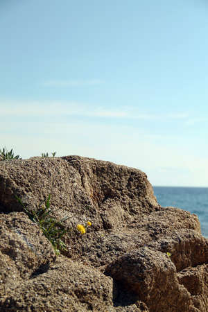 Beautiful small yellow flower grows on the rocks. Rocky coast on the sea with blue sky.