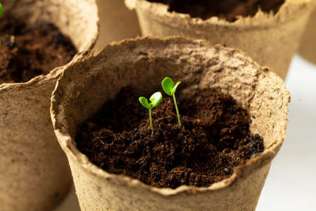 Small green seedlings in peat pots on a white background.の写真素材