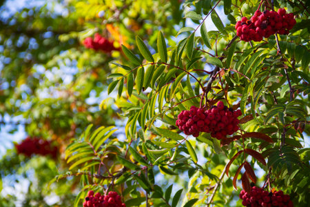 Red rowan berries on the branches of a mountain ash tree.