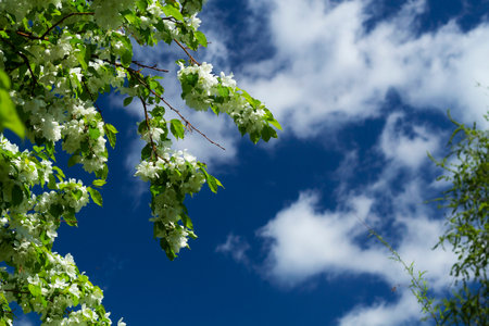 White flowers of apple cherry against the blue sky. Spring landscape.の写真素材