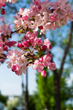 Pink flowers on the branches of a blossoming apple tree in spring
