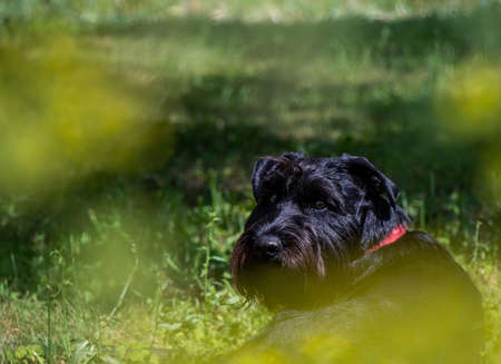 black miniature schnauzer dog on green grass in summer parkの写真素材