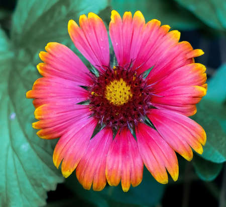 Close-up of a pink and yellow zinnia flower.の写真素材