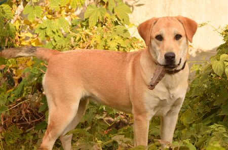 A light brown Labrador retriever dog walks in the autumn garden. He likes to chew on something. On a nice sunny day.の写真素材