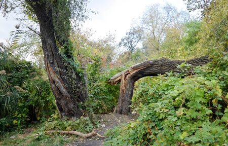Broken trees in a green forest after a storm or strong wind.の写真素材