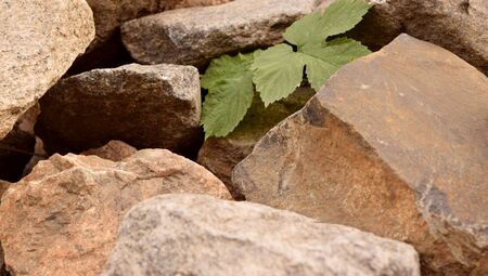 Large stones are granite and green hop leaves. On a dry summer day.の写真素材