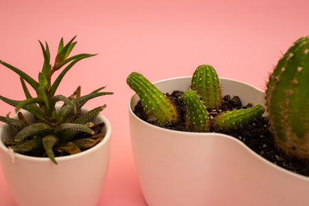 Flowers in a white pot on a pink backgroundの写真素材