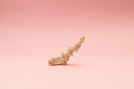 Shells on a soft pink background
