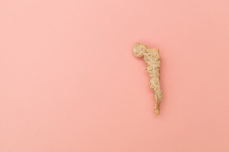 Shells on a soft pink background