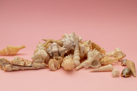 Shells scattered on a soft pink background