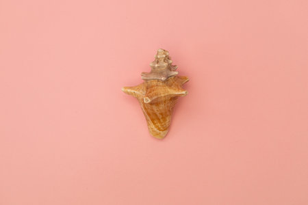 Large seashells on a pink background