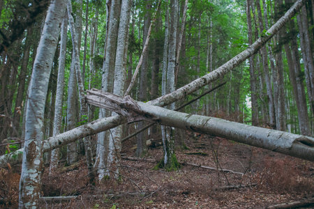 Various forest and mountain plants