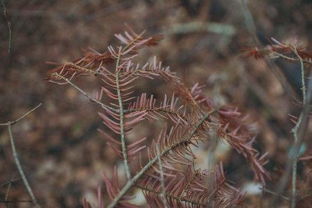 Various forest and mountain plants