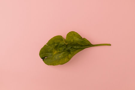 Lettuce leaves on a pink background