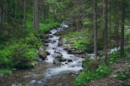 A stream in the mountains in the forestの写真素材