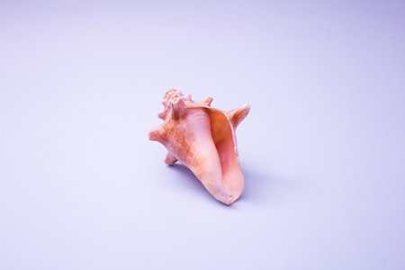 Shell pink on a purple background, contrasting coloursの写真素材