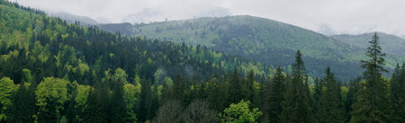 Banner with a forest and a mountain