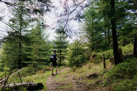 A male tourist stands and looks at the dense forest