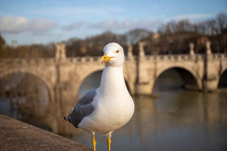 Seagull in the foreground in the historic center of the city of Romeの写真素材