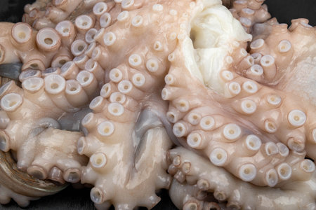 Fresh octopus on black background. Close-up of octopus tentacles