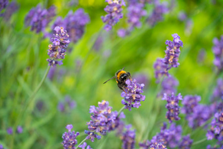 A vibrant close-up shot of an bumblebee collecting nectar from a lavender blossom in a garden in...