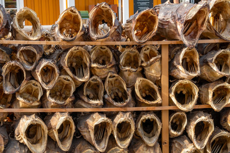 Dried Cod Heads in Lofoten, Norway