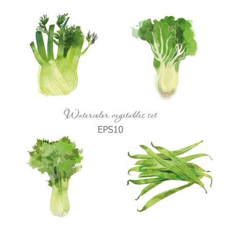 Watercolor vector vegetables. Watercolor vegetables vector set with kohlrabi, celery, green beans and fennelのイラスト素材