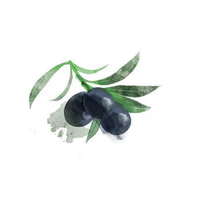 Watercolor vector illustration of olivesのイラスト素材