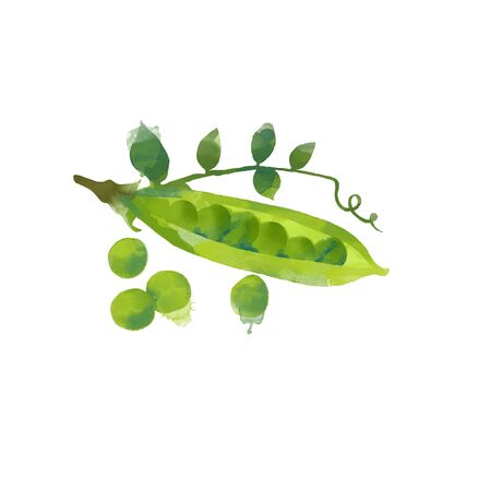 Watercolor vector illustration of peasのイラスト素材