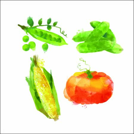 vector vegetables set with pumpkin, peas, cucumber and cornのイラスト素材