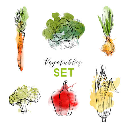 Vector watercolor vegetables background. Hand drawn sketchのイラスト素材