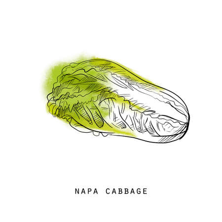 Watercolor sketch illustration of cabbageのイラスト素材