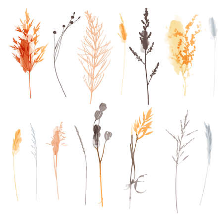 Vector plants and herb set illustration. Watercolor illustration.のイラスト素材