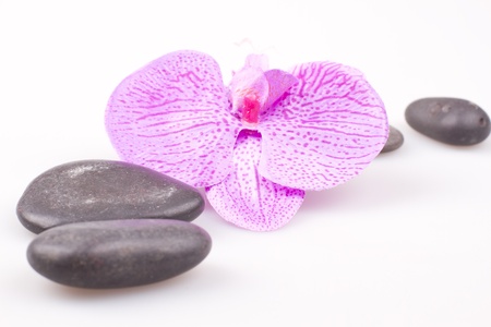 Massage stone with orchidaceae on a white backgroundの写真素材