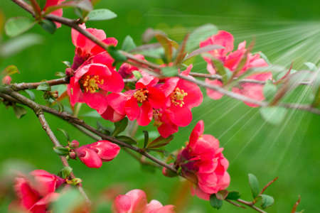 Branch of blooming tree with a ray of sun