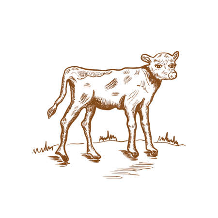 Cow sketch, hand drawn vector illustration, vintage drawing in brown color, design for eco farm productsのイラスト素材