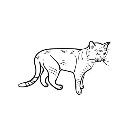 outline drawing of a cat hand drawn vector illustration on white background symbol sign catのイラスト素材