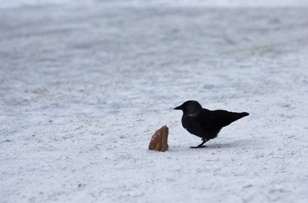 raven with piece of bread on snowの写真素材